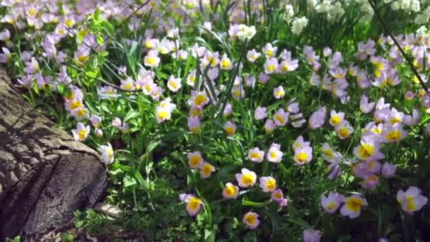Квітучий Літніх Європейських Саду Парк Нідерланди Кадри — стокове відео