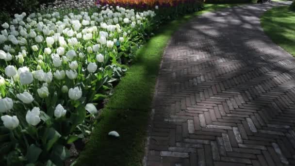 Blooming Summer European Garden Park Netherlands Footage — Stock Video