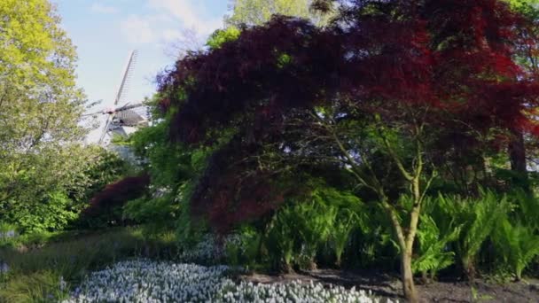 Blooming Summer European Garden Park Pays Bas Vidéo — Video