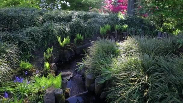 Florescendo Verão Parque Jardim Europeu Países Baixos Filmagem — Vídeo de Stock