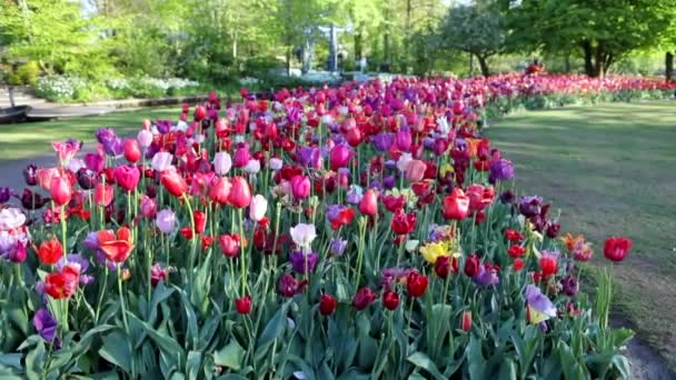 Floreciente Parque Jardín Europeo Verano Los Países Bajos Imágenes — Vídeo de stock