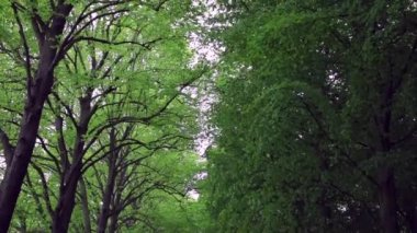 Çiçeklenme yaz Avrupa Bahçe park, Hollanda. HD ayak.