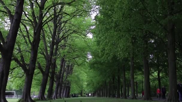 Blooming Summer European Garden Park Pays Bas Vidéo — Video