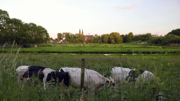 Nyári Mező Naplemente Egyház Ellen Gyönyörű Twilight Vidám Farm Tehén — Stock videók