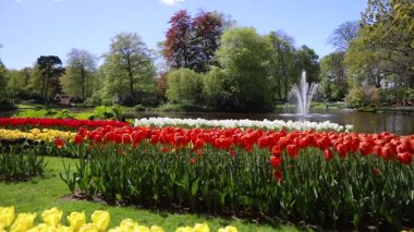 Çiçeklenme yaz Avrupa Bahçe park, Hollanda. HD ayak.
