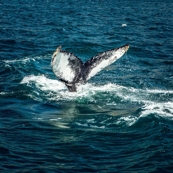 İzlanda körfezinde su üzerinde balinalar.