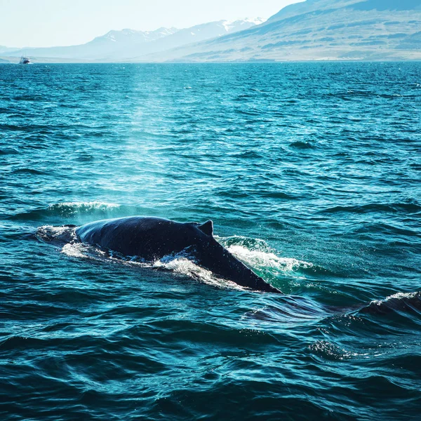 Walvissen op het water in de golf van IJsland. — Stockfoto