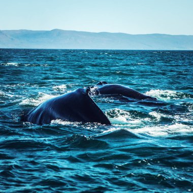 İzlanda körfezinde su üzerinde balinalar.