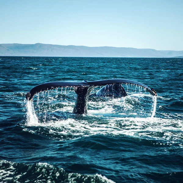 Baleias na água no golfo da Islândia. — Fotografia de Stock