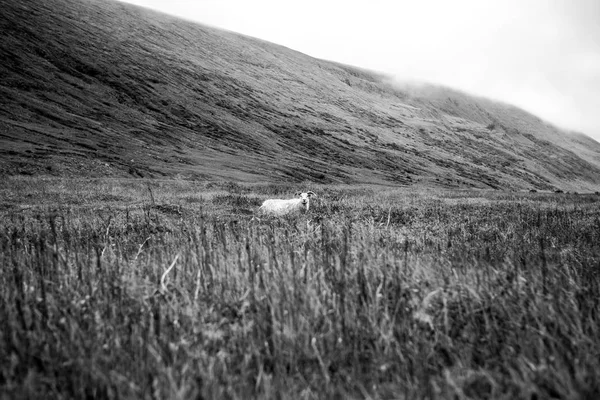 Овцы на исландских лугах . — стоковое фото