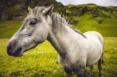İzlanda'daki açık arazide atlar.