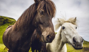 İzlanda'daki açık arazide atlar.