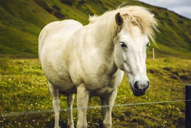İzlanda'daki açık arazide atlar.