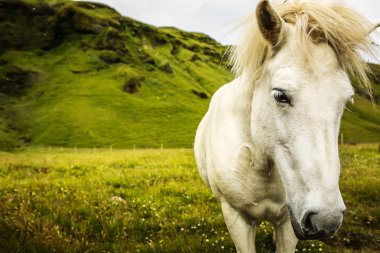 İzlanda'daki açık arazide atlar.