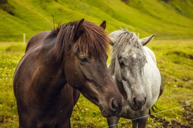İzlanda'daki açık arazide atlar.