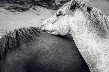 İzlanda'daki açık arazide atlar.