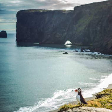 Fratercula arctica - deniz kuşları Yağmurkuşları siparişinden