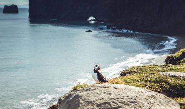 Fratercula arctica - deniz kuşları Yağmurkuşları siparişinden