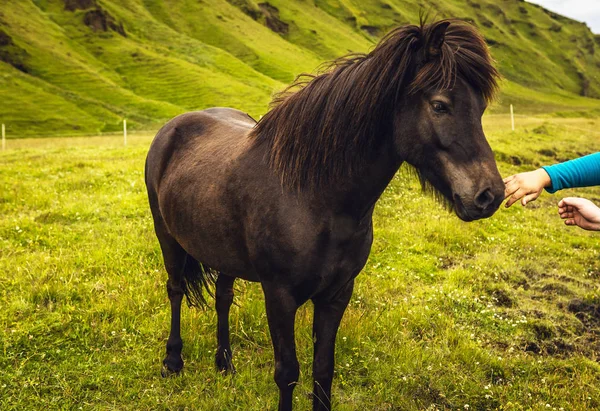 アイスランドの開いた牧草地の馬. — ストック写真