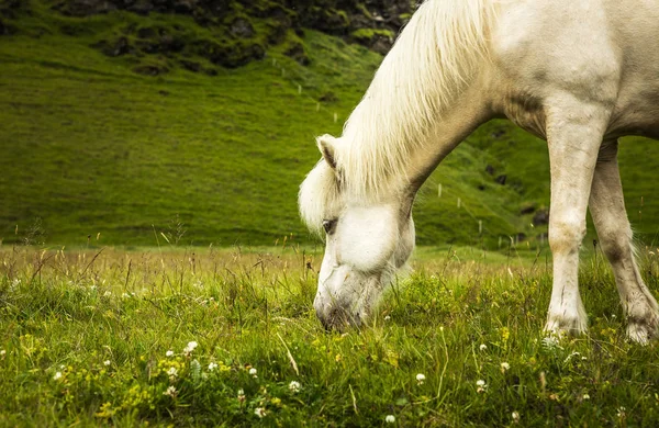 アイスランドの開いた牧草地の馬. — ストック写真