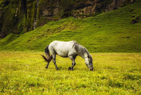 アイスランドの開いた牧草地の馬. — ストック写真