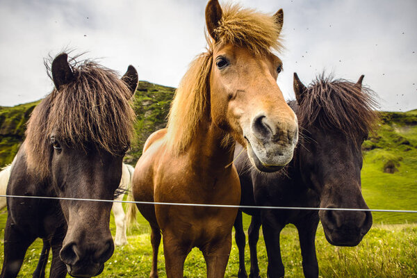 Horses in open pasture in Iceland.