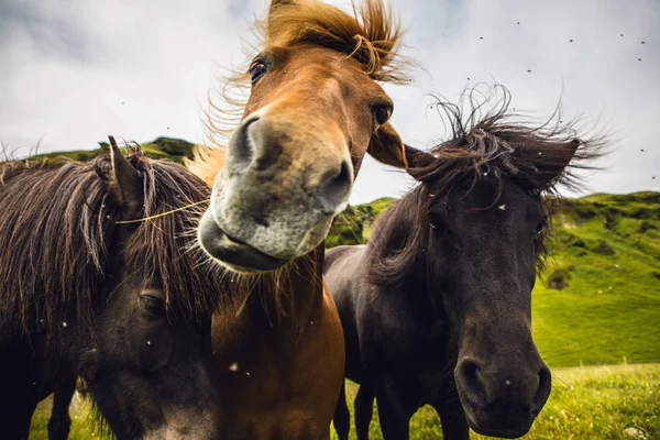 アイスランドの開いた牧草地の馬. — ストック写真