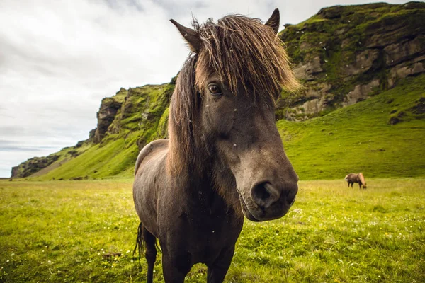 Τα άλογα σε βοσκότοπους ανοιχτό στην Ισλανδία. — Φωτογραφία Αρχείου