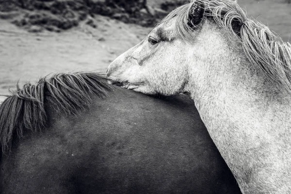 İzlanda'daki açık arazide atlar.