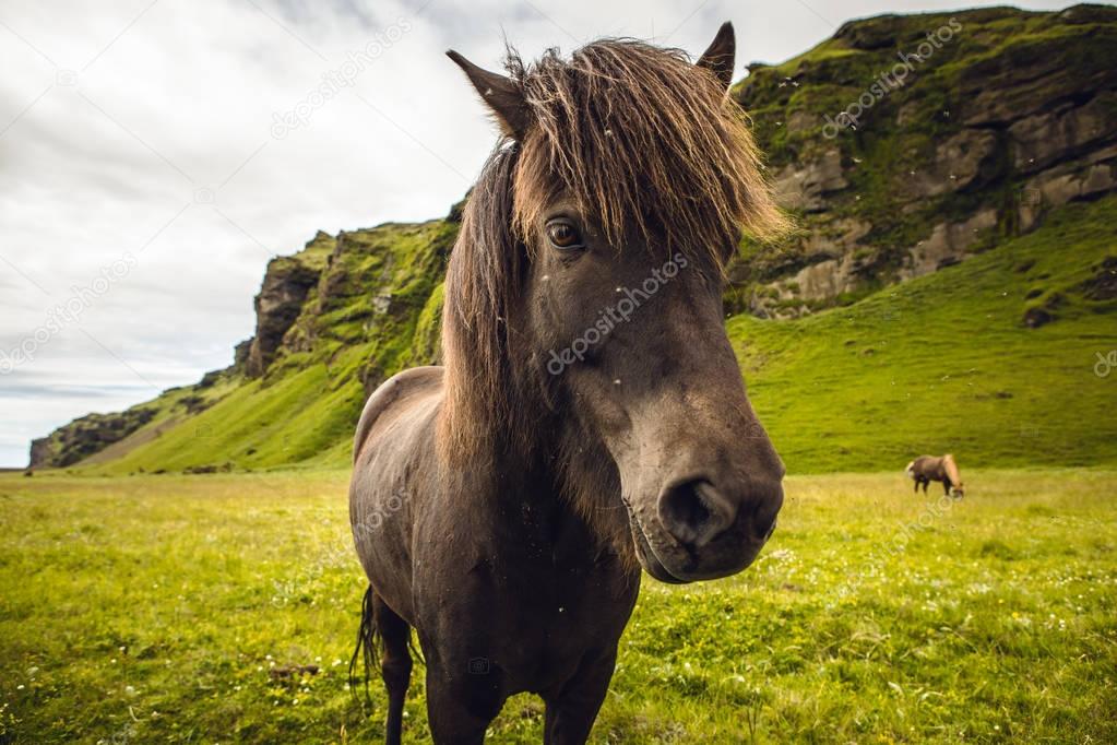Horses in open pasture in Iceland.