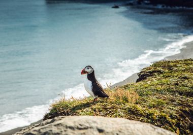 Fratercula arctica - deniz kuşları Yağmurkuşları siparişinden