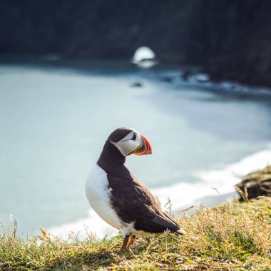 Fratercula arctica - deniz kuşları Yağmurkuşları siparişinden