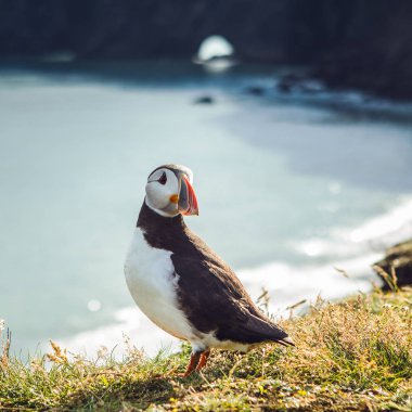 Fratercula arctica - deniz kuşları Yağmurkuşları siparişinden