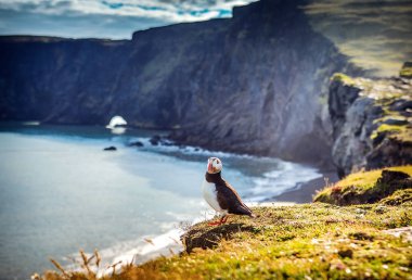 Fratercula arctica - deniz kuşları Yağmurkuşları siparişinden