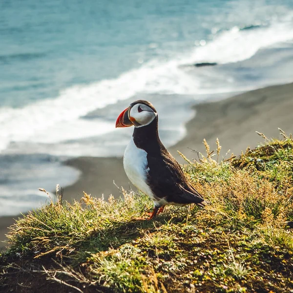 Fratercula arctica - sjöfåglar från ordningen för vadarfåglar — Stockfoto