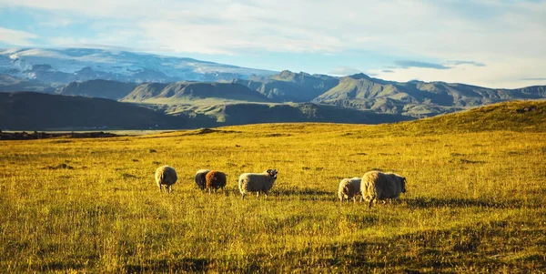 Pecora nei prati islandesi . — Foto Stock