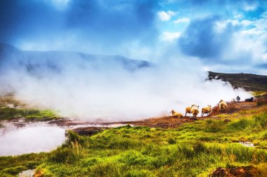 Koyun ve peyzaj alanlarında rams ile doğal İzlanda meadows.