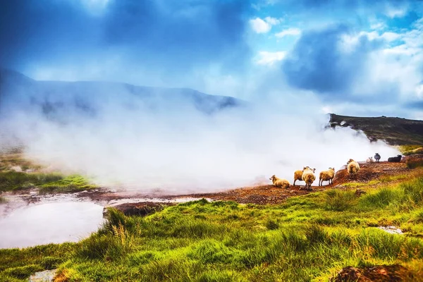 Koyun ve peyzaj alanlarında rams ile doğal İzlanda meadows.