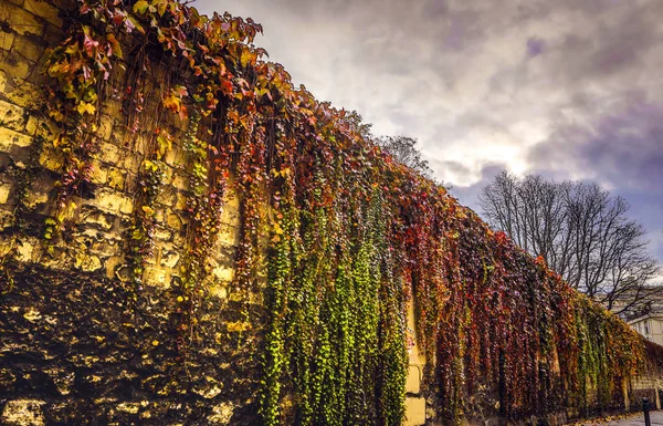 Старая каменная стена в Париже покрытая растительностью . — стоковое фото