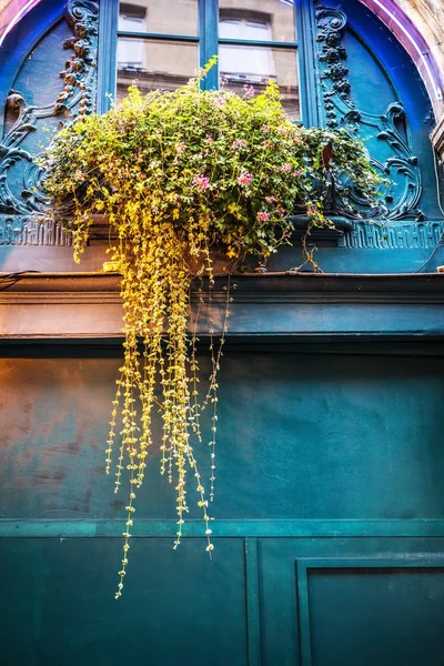 Горшки с цветами на окнах парижских зданий . — стоковое фото