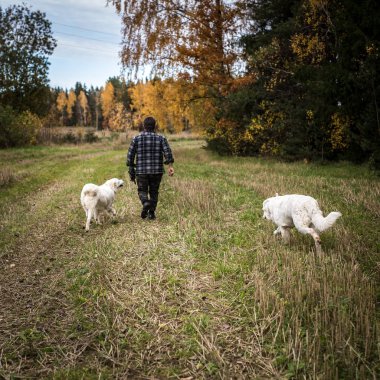 Two big white dogs are walking outdoor with owner. Tatra Shepherd Dog. clipart