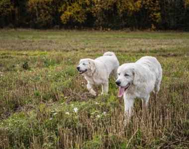 İki büyük beyaz köpek açık yürüyor. Tatra çoban köpeği.