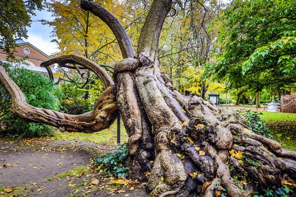 Raízes de árvore velha no parque de Paris . — Fotografia de Stock