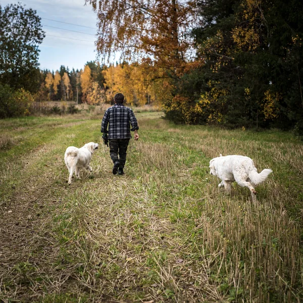 Dois grandes cães brancos estão andando ao ar livre com o proprietário. Tatra Shepherd Dog . — Fotografia de Stock