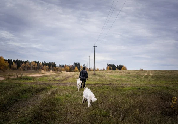 Two big white dogs are walking outdoor with owner. Tatra Shepherd Dog.
