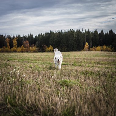 Tatra çoban köpeği açık yürüyüş.