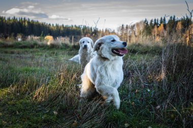 İki büyük beyaz köpek açık yürüyor. Tatra çoban köpeği.