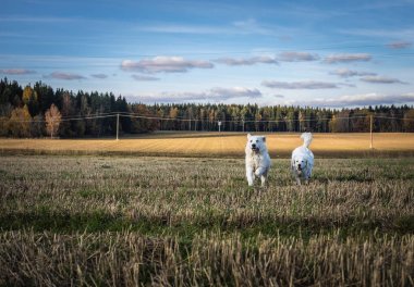 Two big white dogs are walking outdoor. Tatra Shepherd Dog. clipart