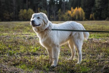 Tatra çoban köpeği açık yürüyüş.
