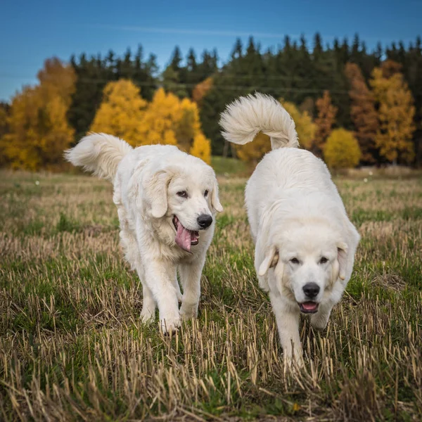 Deux grands chiens blancs marchent en plein air. Chien de berger Tatra . — Photo